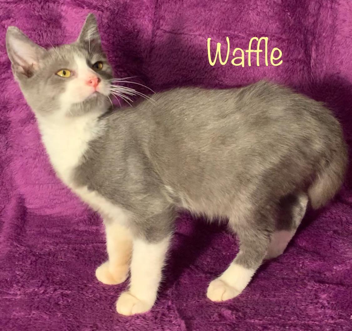 Enlarge Waffle, an adopted Domestic Short Hair in Dixon, CA image 4/4
