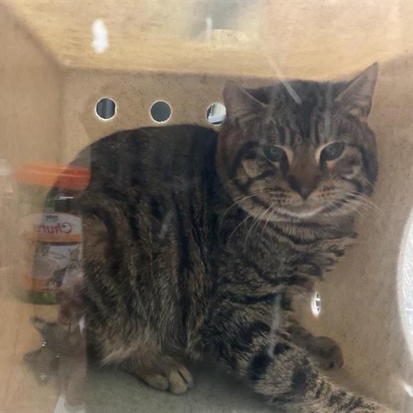 Working Cat Edmund Bridgerton