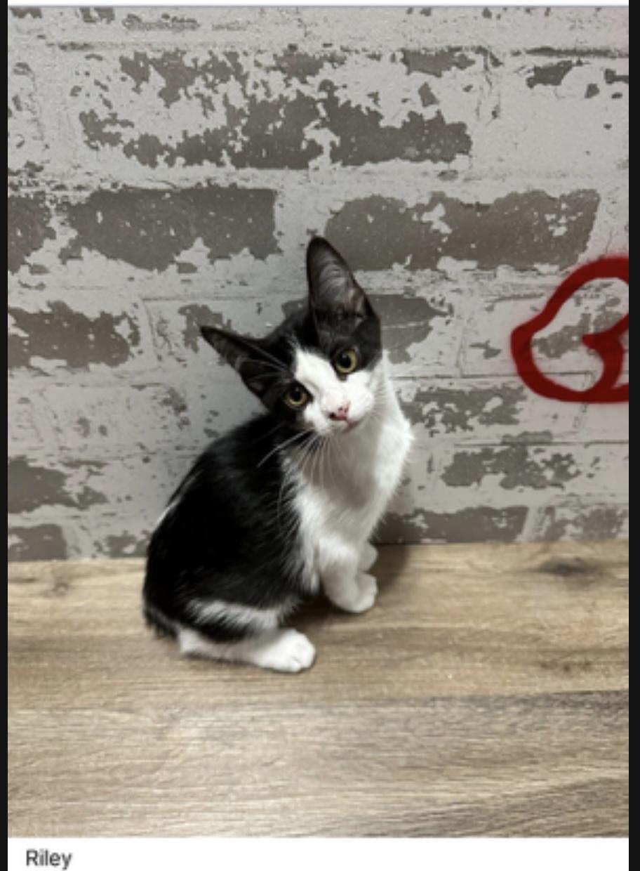 Riley, ADOPTABLE, Kitten Female Domestic Short Hair.