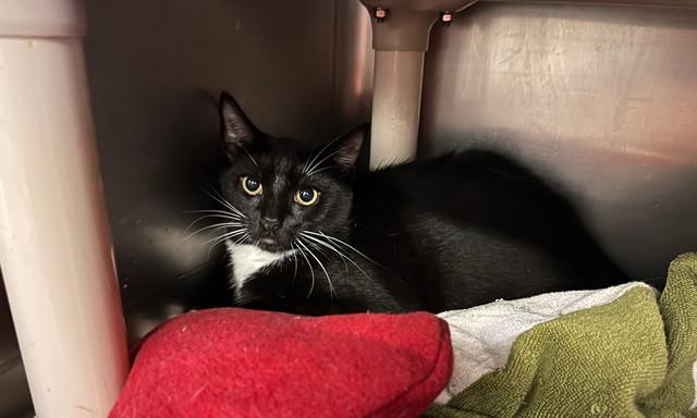 AL, Adoptable, Young Male Domestic Short Hair.