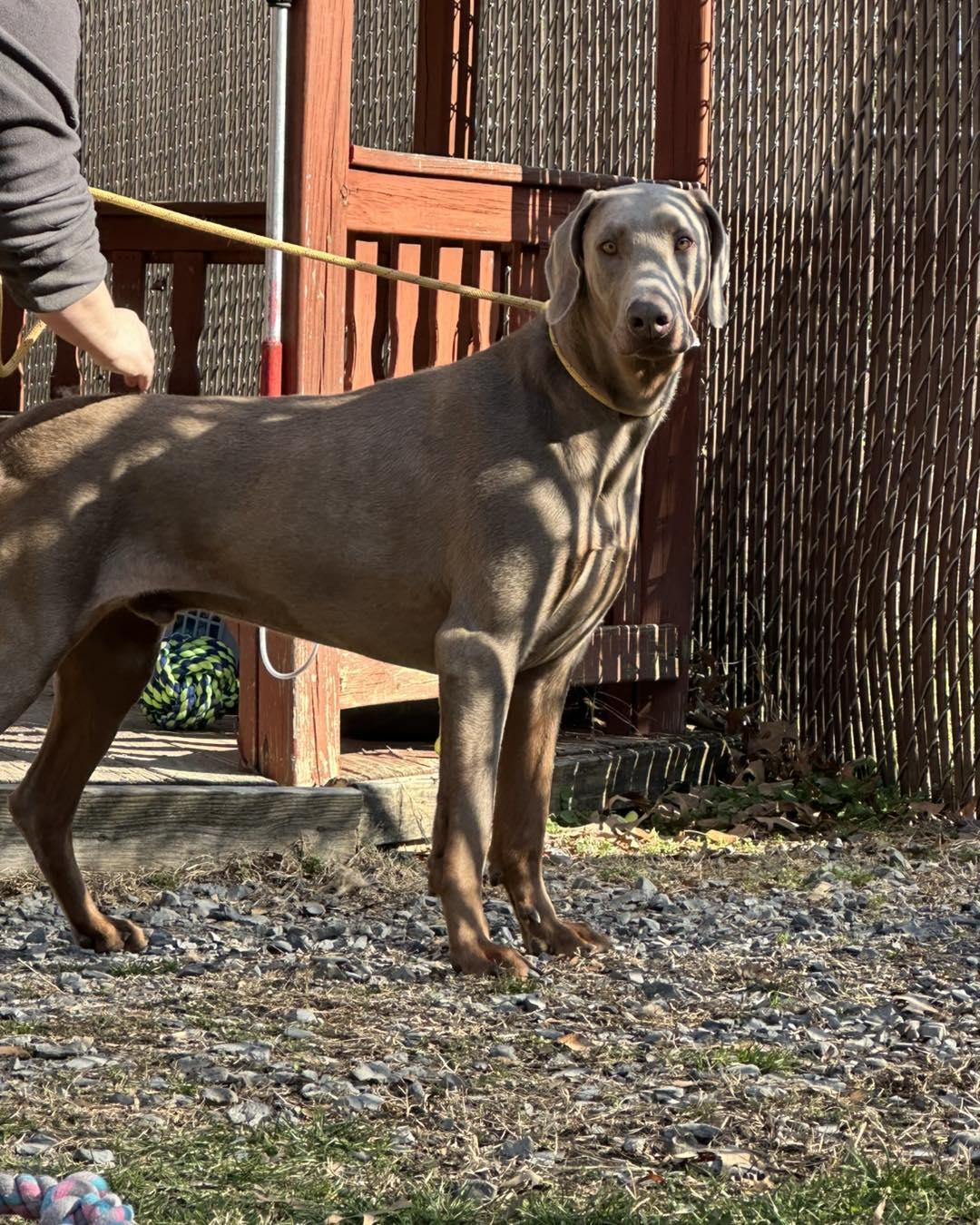 Enlarge Royal, a ADOPTABLE Doberman Pinscher in Phoenixville, PA image 1/1