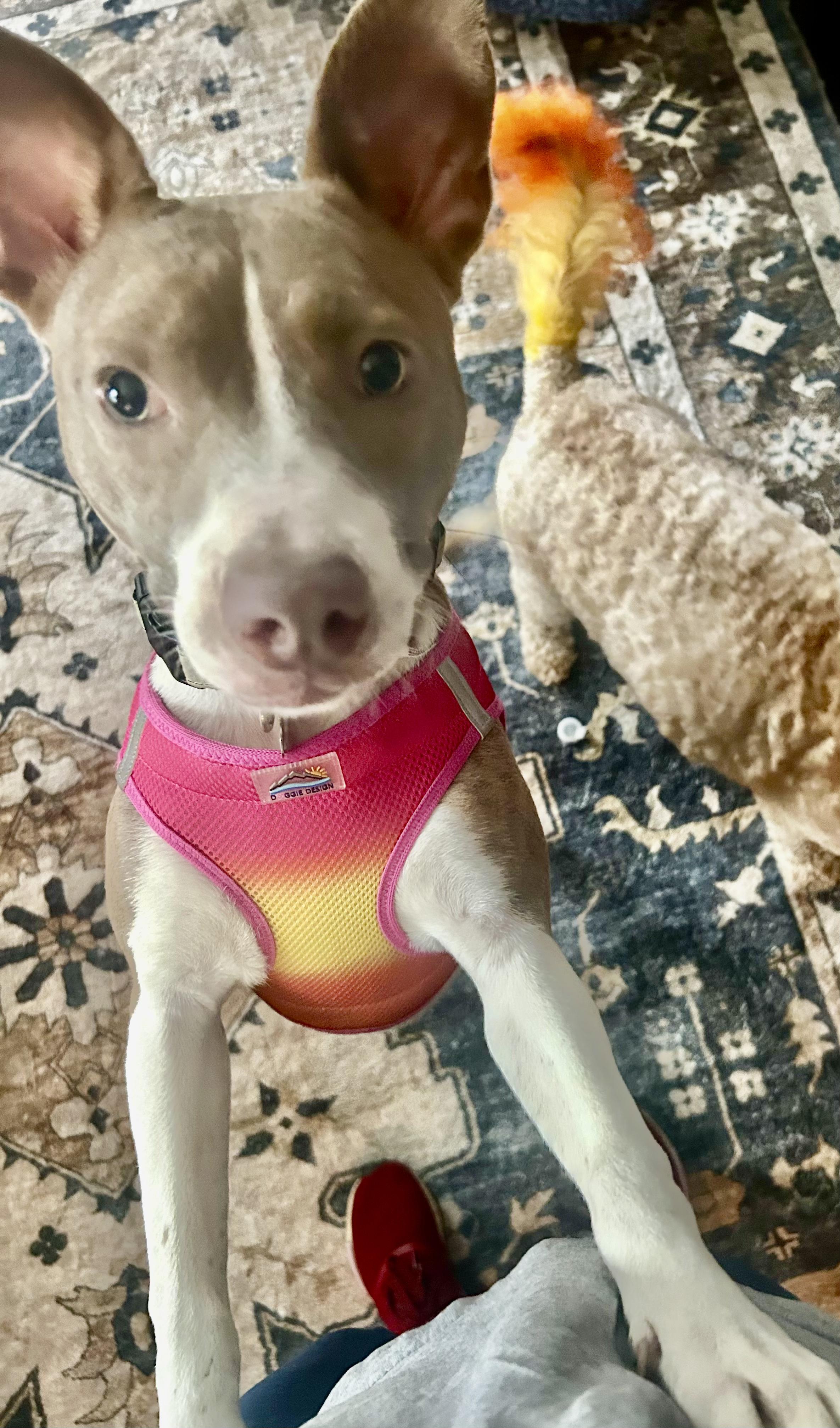 Enlarge Sky sweet girl needs foster home, a Adoptable mixed breed in Metairie, LA image 3/6