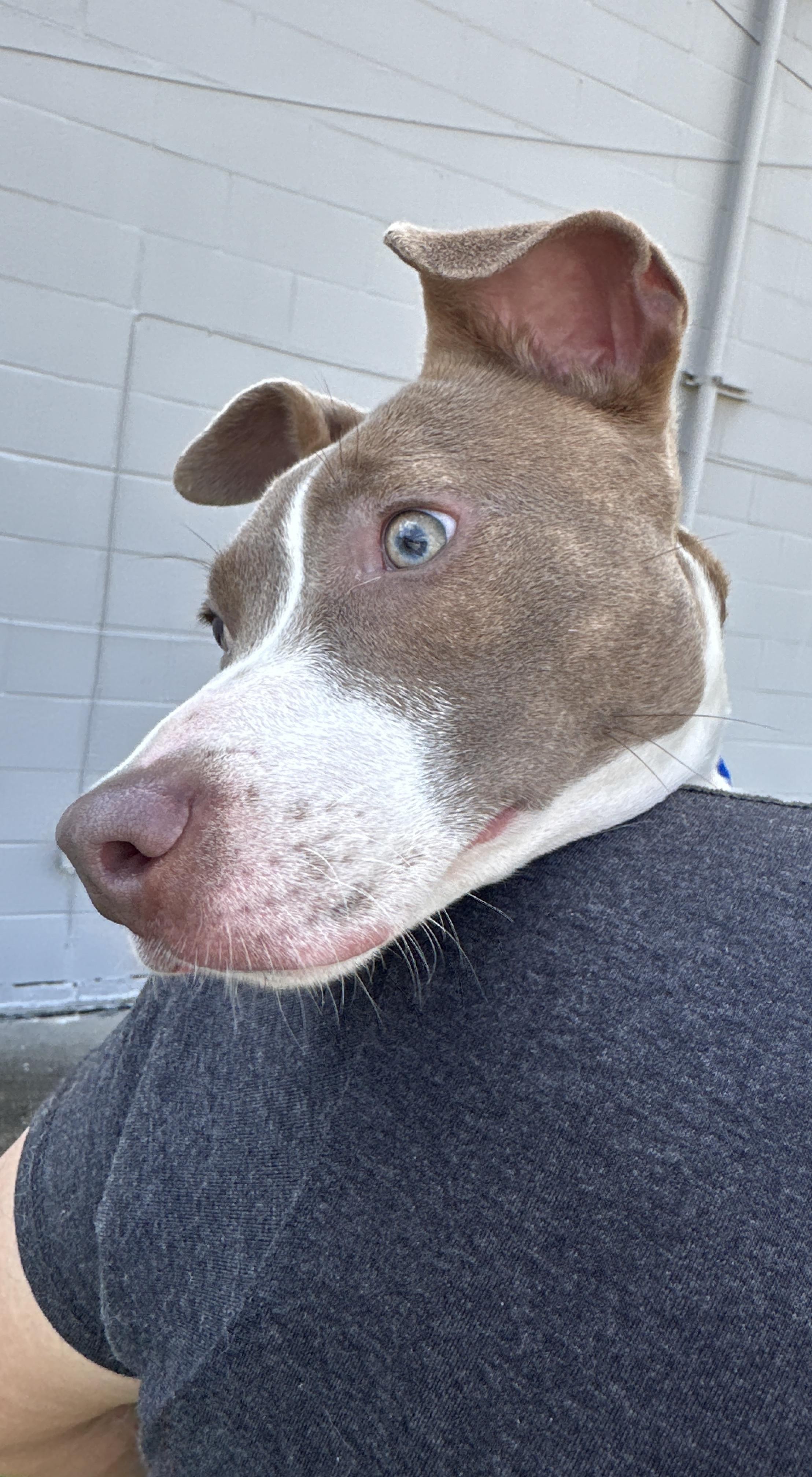 Enlarge Sky sweet girl needs foster home, a Adoptable mixed breed in Metairie, LA image 6/6