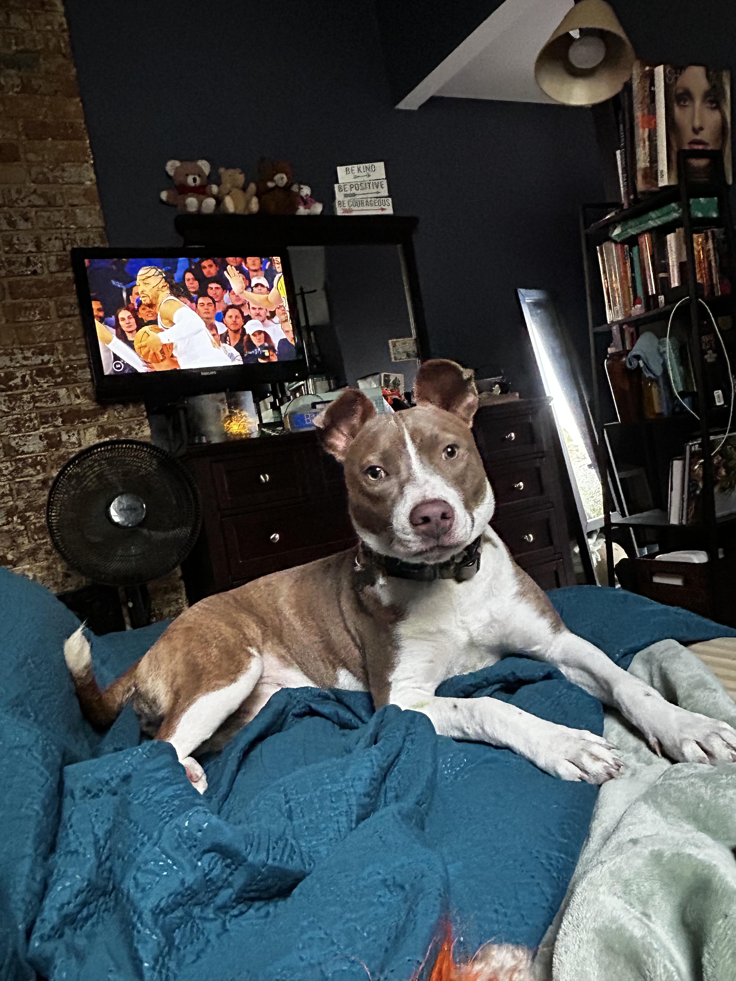 Sky sweet girl needs foster home, Adoptable, Young Female American Staffordshire Terrier.