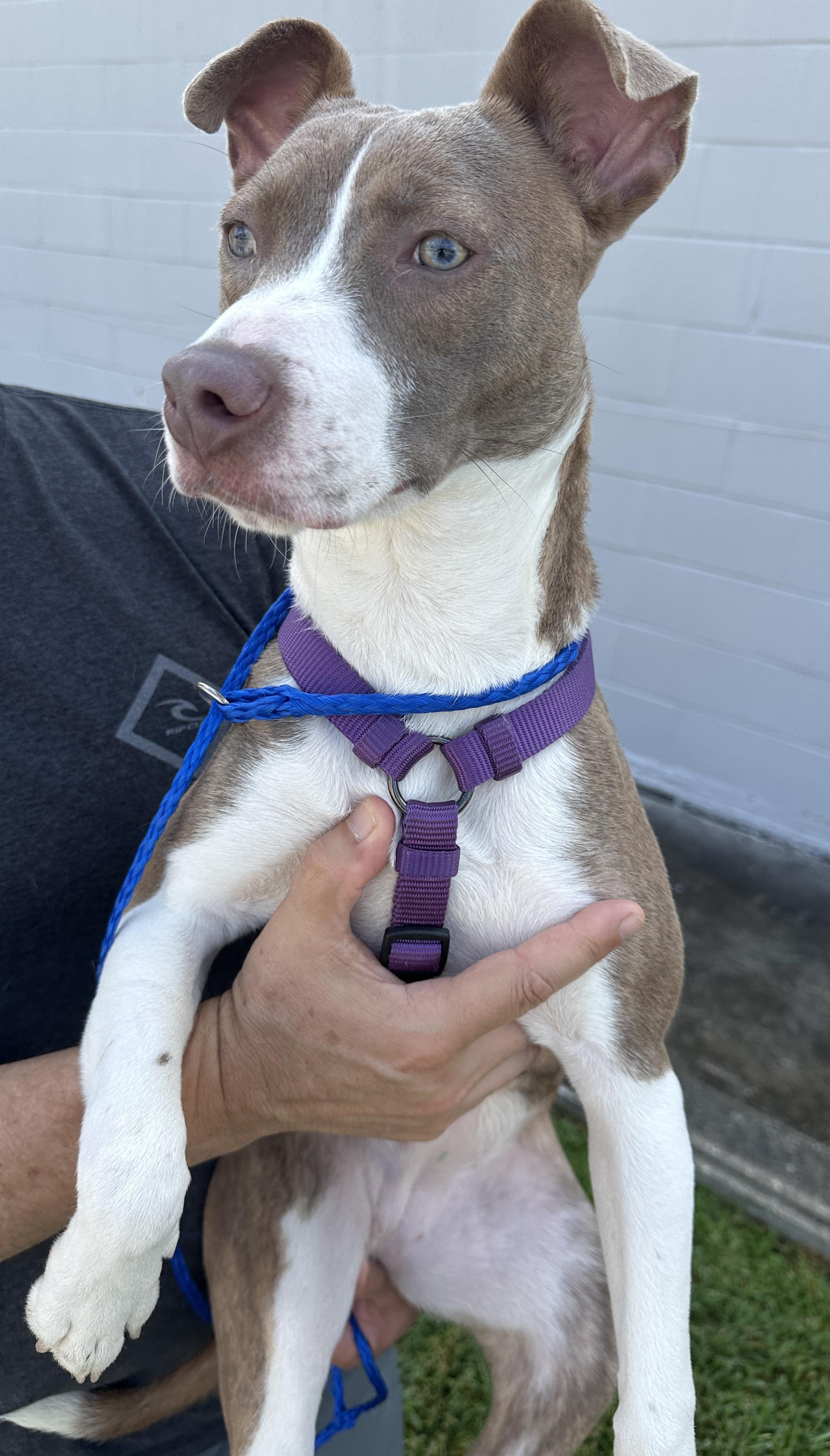 Enlarge Sky sweet girl needs foster home, a Adoptable mixed breed in Metairie, LA image 5/6