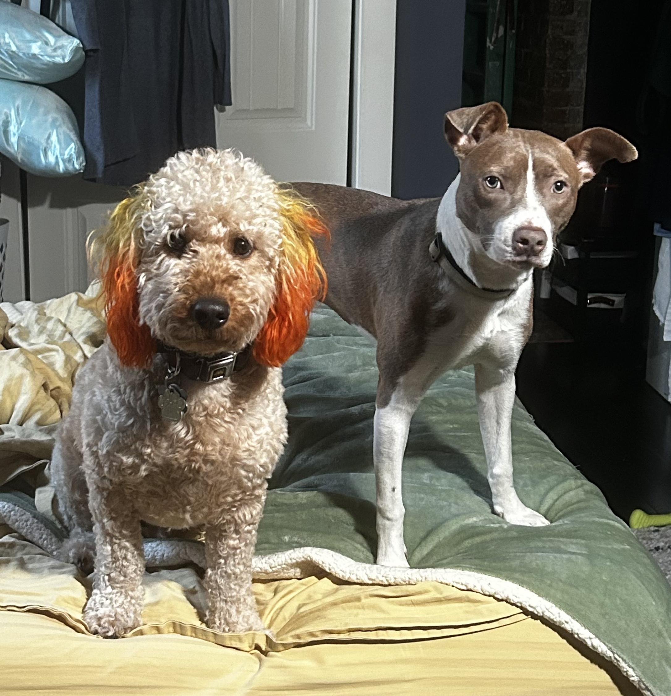 Enlarge Sky sweet girl needs foster home, a Adoptable mixed breed in Metairie, LA image 2/6