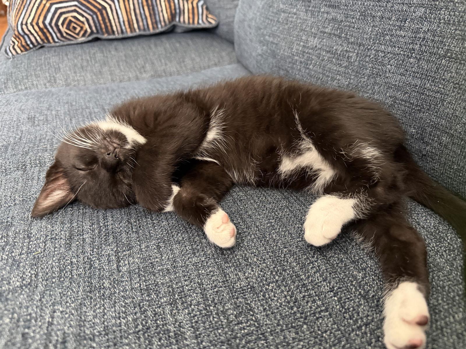 Domino, a Adopted Domestic Short Hair in Broomall, PA image 1/3