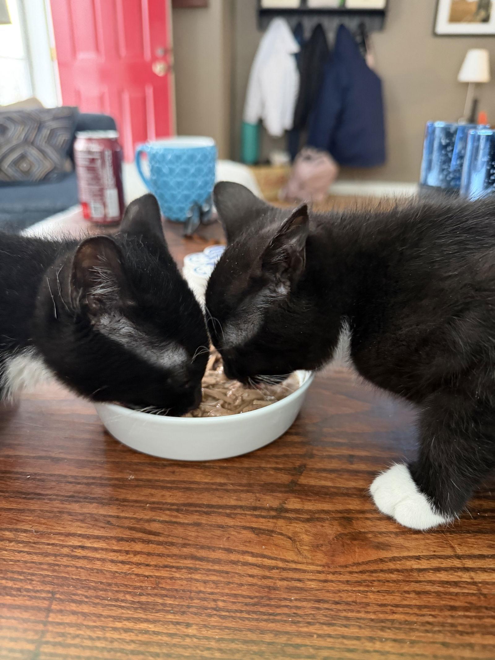 Domino, a Adopted Domestic Short Hair in Broomall, PA image 3/3