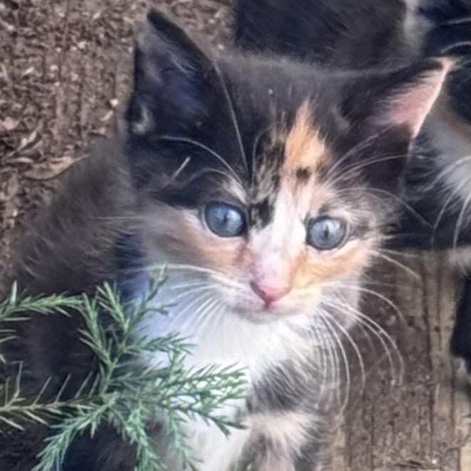 Frankie, Adoptable, Kitten Female American Bobtail & Domestic Short Hair.