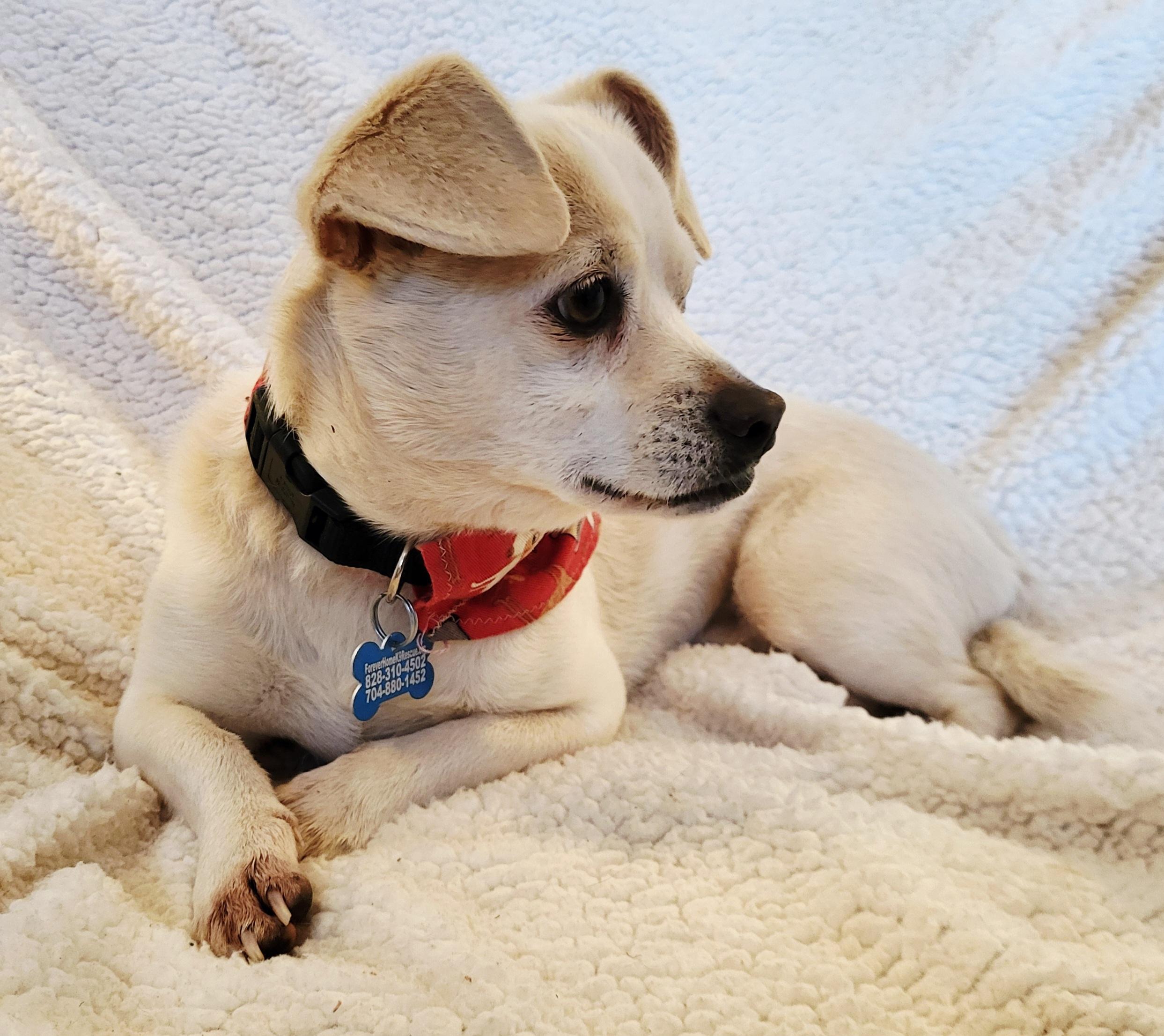 Enlarge ODIE, a ADOPTABLE mixed breed in Barium Springs, NC image 3/6