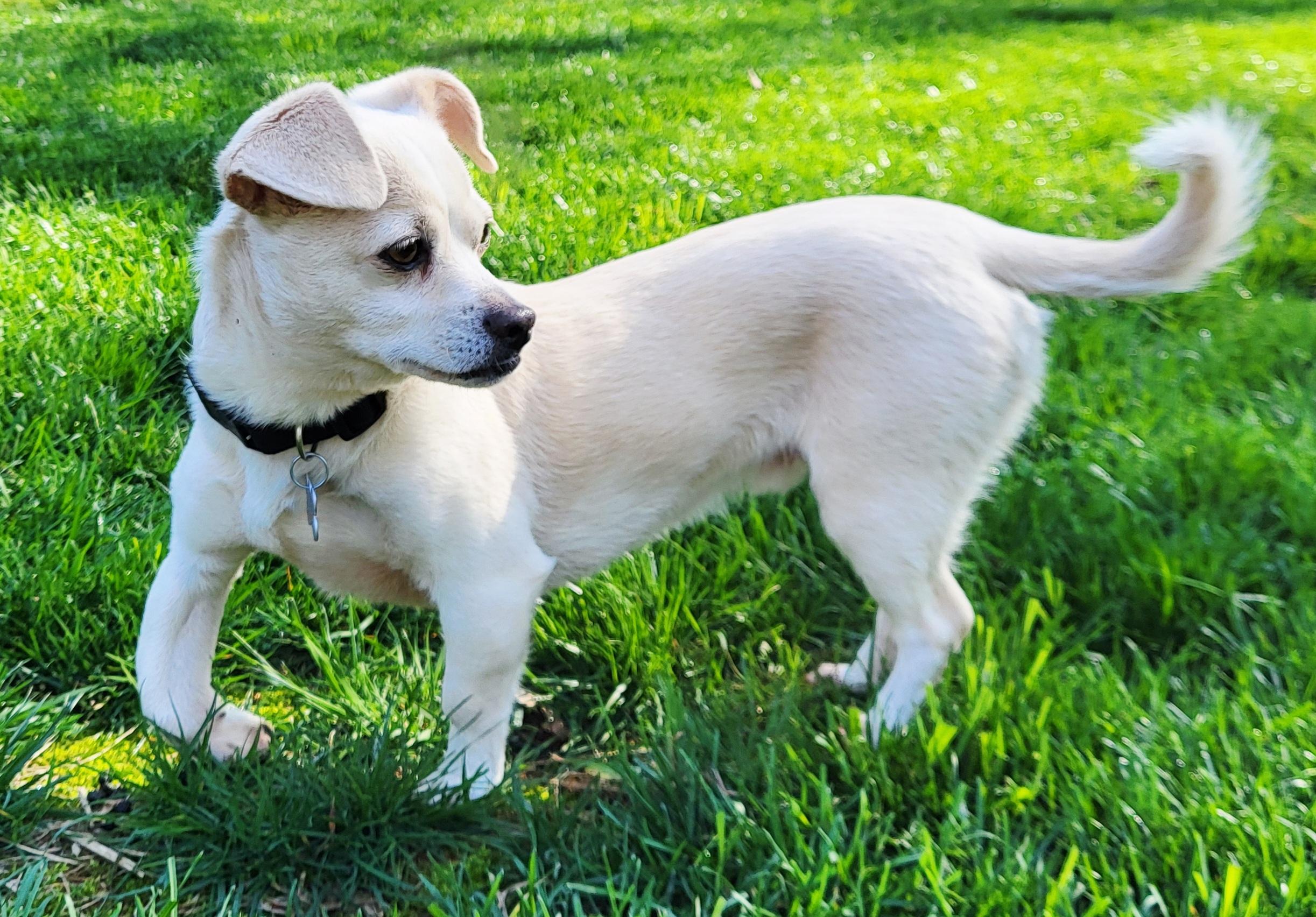 Enlarge ODIE, a ADOPTABLE mixed breed in Barium Springs, NC image 2/6