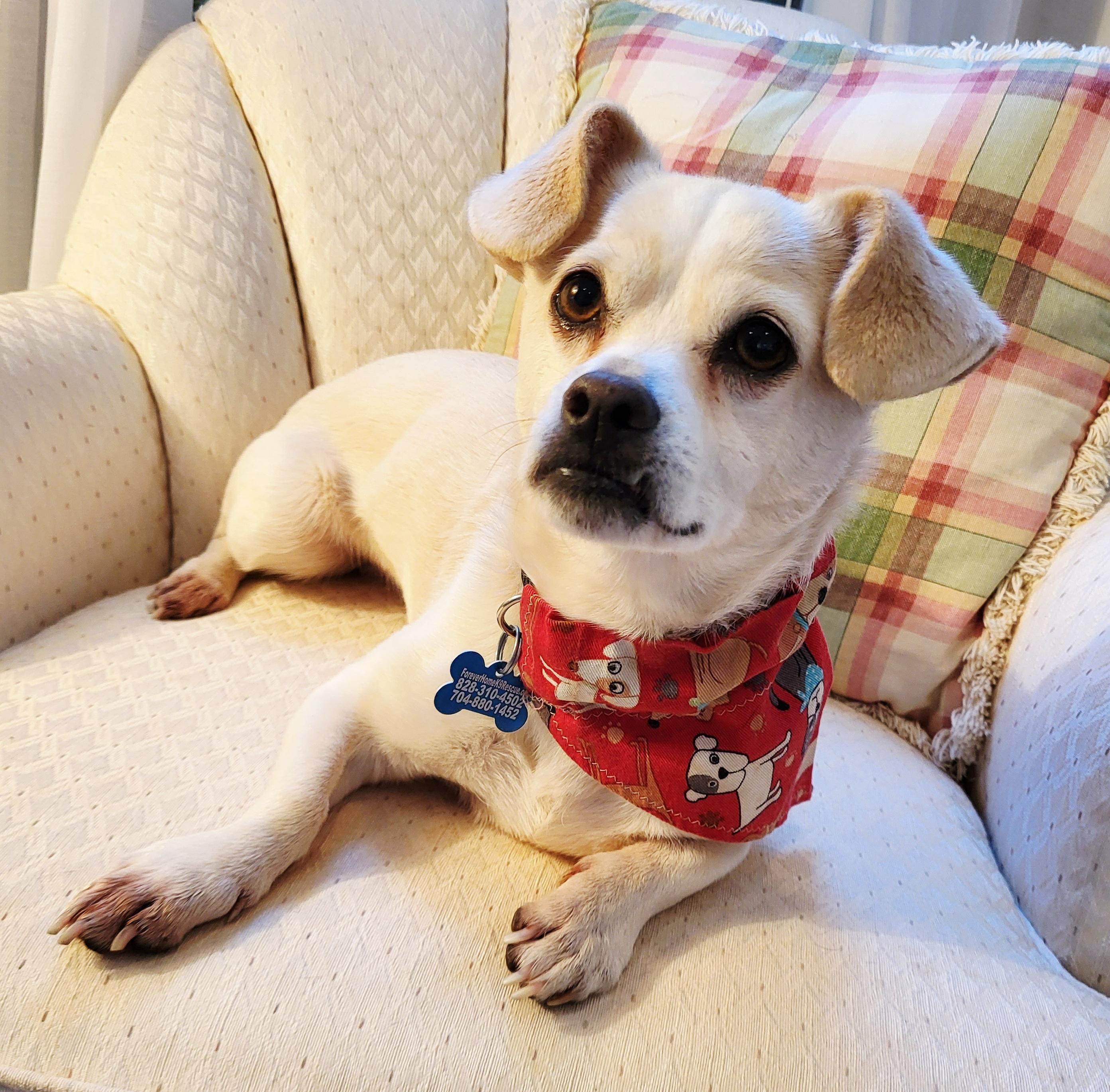 ODIE, ADOPTABLE, Adult Male Chihuahua & Shih Tzu.