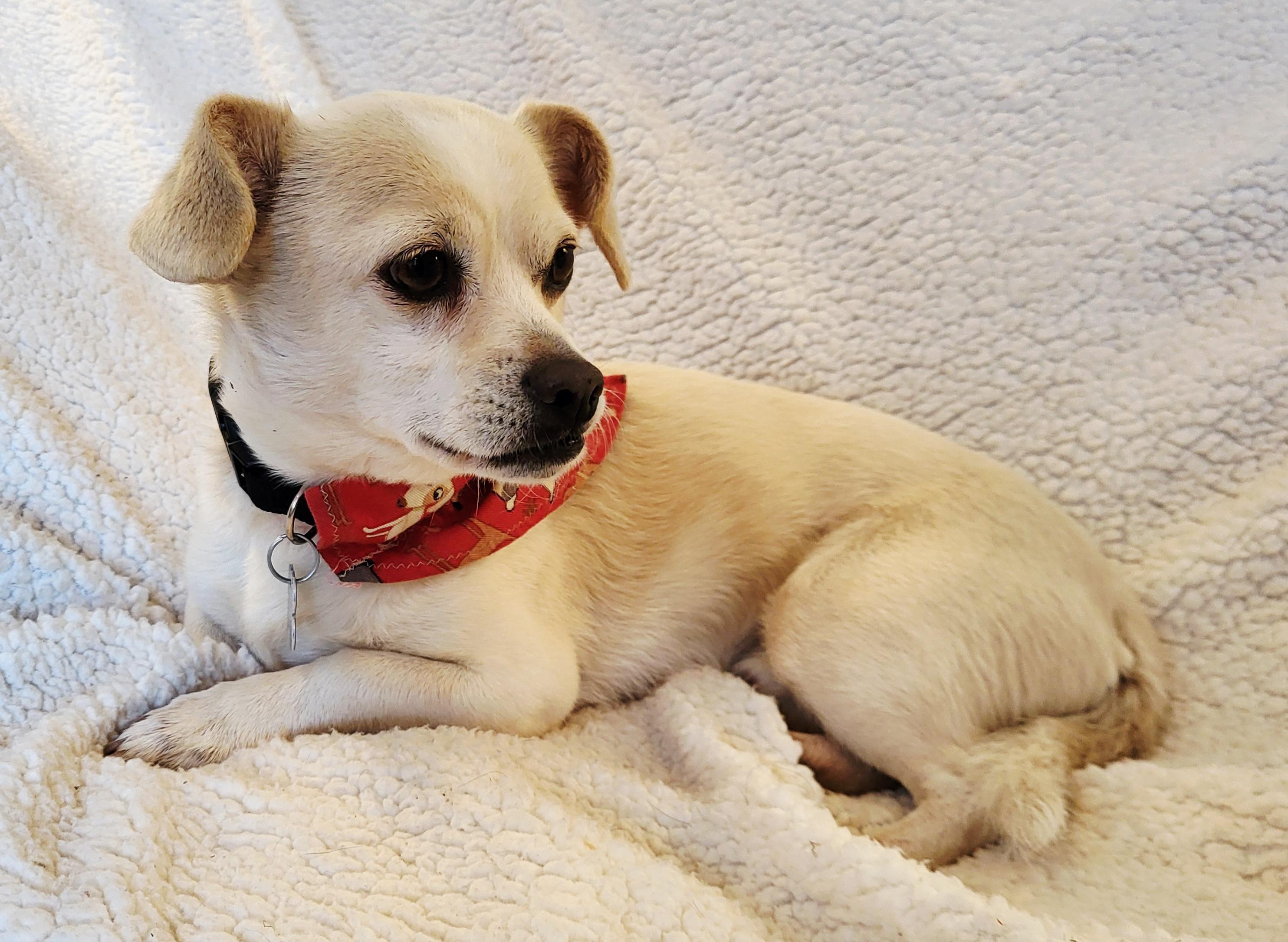 Enlarge ODIE, a ADOPTABLE mixed breed in Barium Springs, NC image 4/6