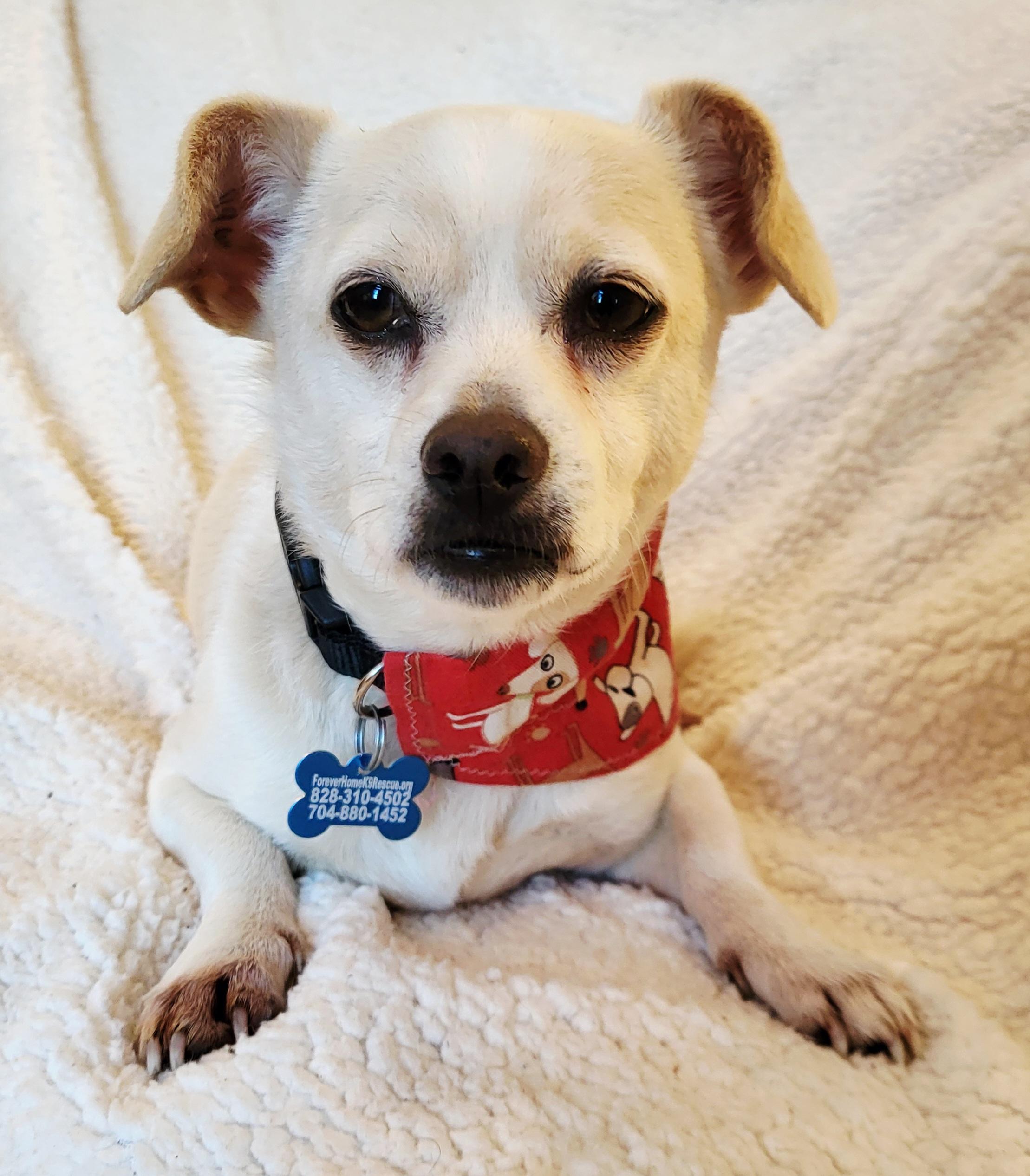Enlarge ODIE, a ADOPTABLE mixed breed in Barium Springs, NC image 6/6