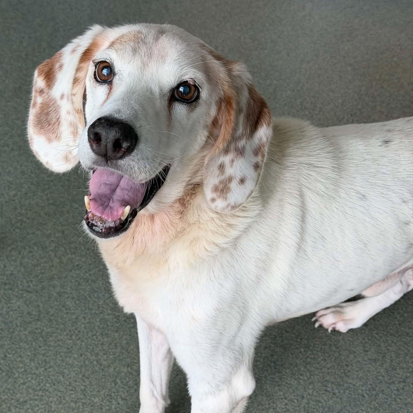 Enlarge 26-01444 SHELDON, a Adoptable mixed breed in Fredericksburg, VA image 1/3