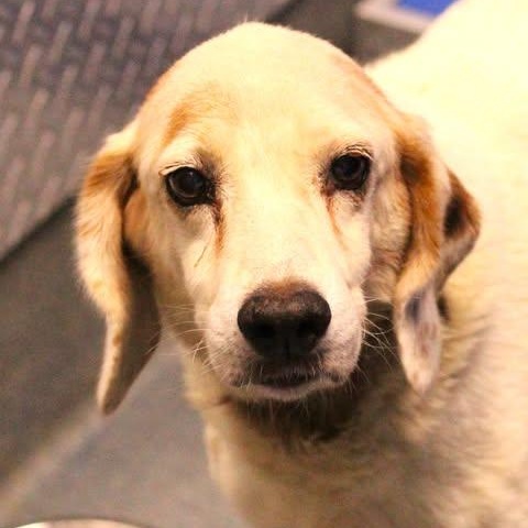 Enlarge 26-01444 SHELDON, a Adoptable mixed breed in Fredericksburg, VA image 3/3