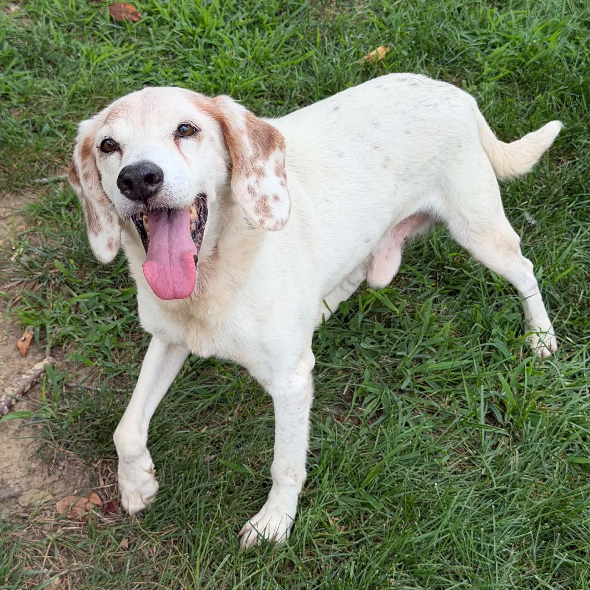 Enlarge 26-01444 SHELDON, a Adoptable mixed breed in Fredericksburg, VA image 2/3