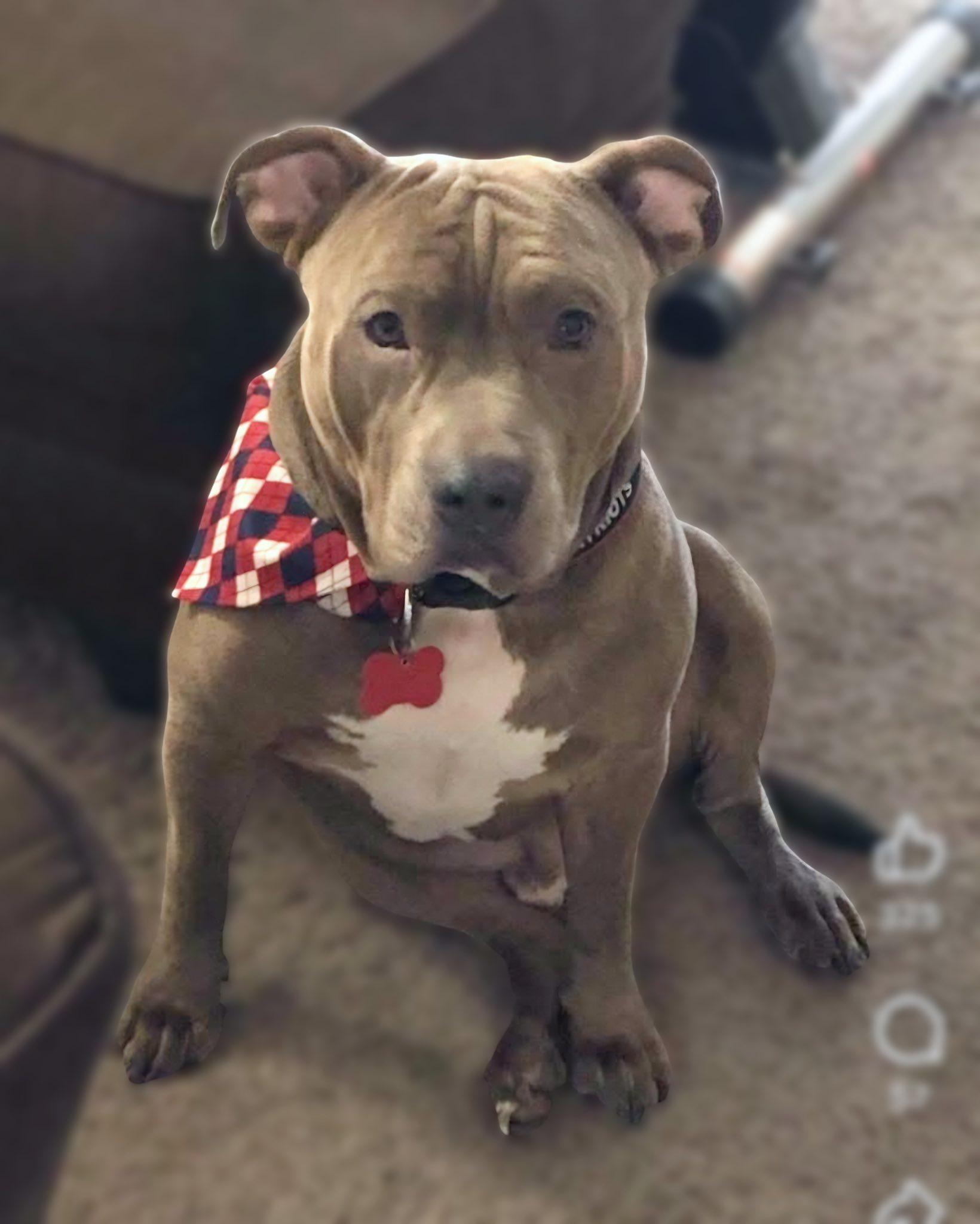 Lewy, a ADOPTABLE American Bully in Kissimmee, FL image 2/4