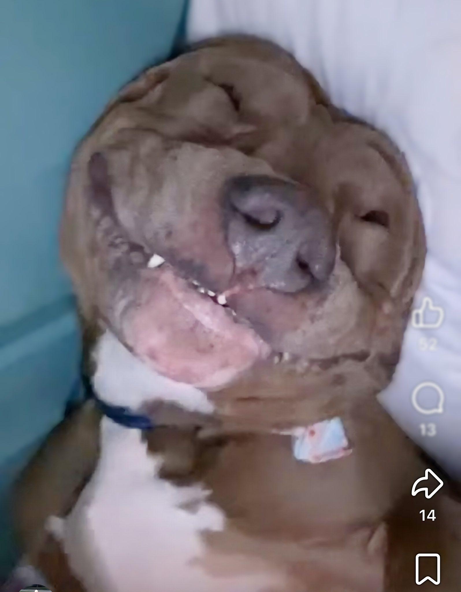 Lewy, a ADOPTABLE American Bully in Kissimmee, FL image 1/4