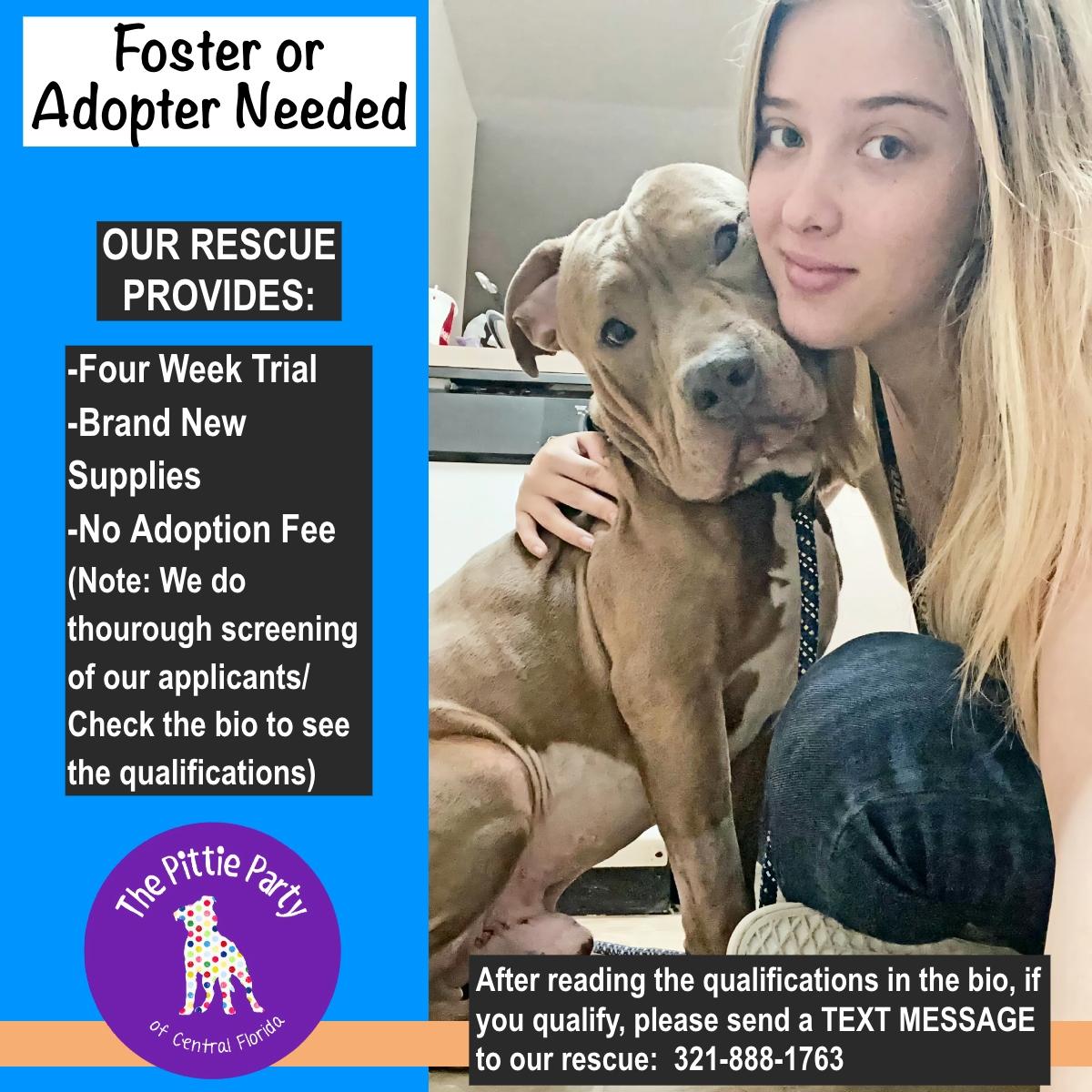 Lewy, a ADOPTABLE American Bully in Kissimmee, FL image 3/4