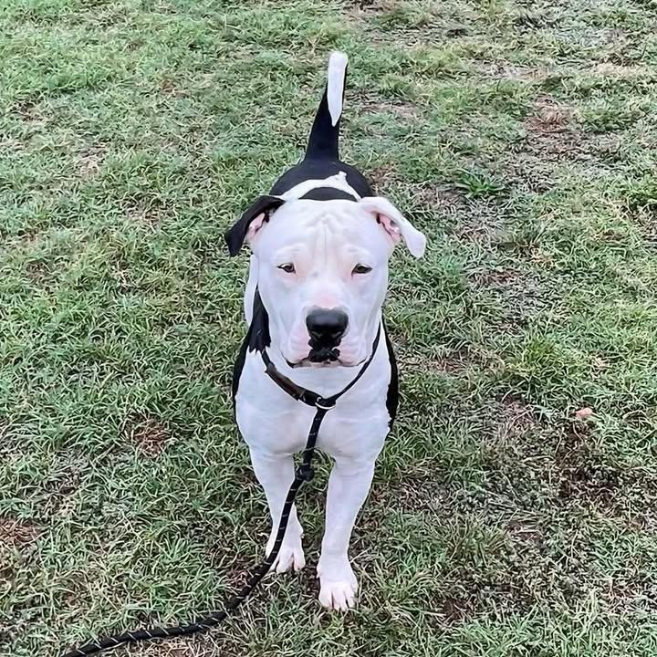 Enlarge Moo, a Adoptable Pit Bull Terrier in Springdale, AR image 1/6