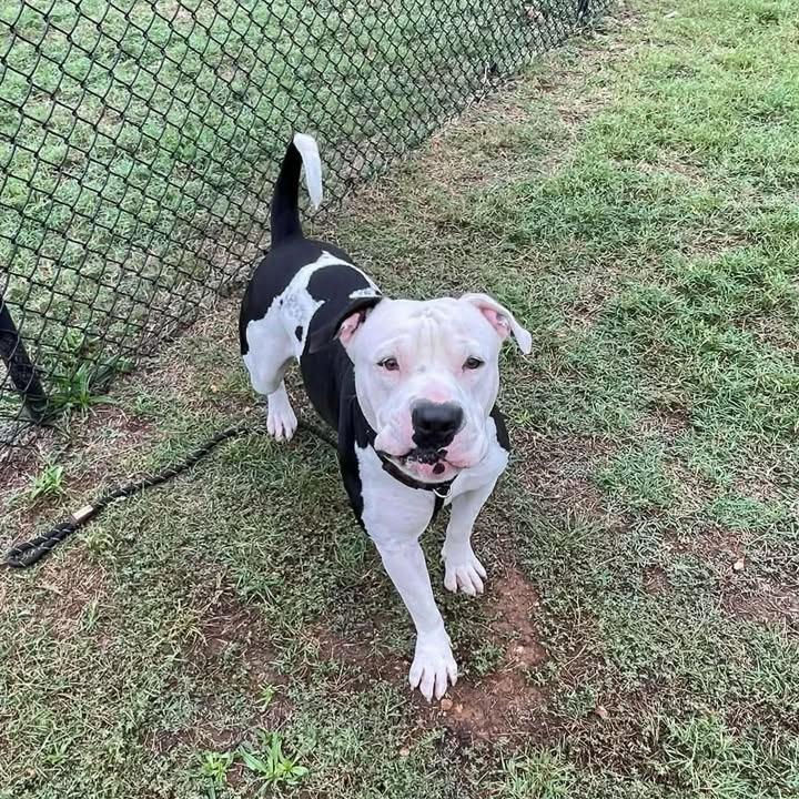 Enlarge Moo, a Adoptable Pit Bull Terrier in Springdale, AR image 2/6