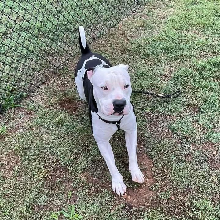 Enlarge Moo, a Adoptable Pit Bull Terrier in Springdale, AR image 3/6