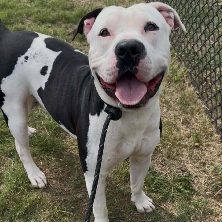 Enlarge Moo, a Adoptable Pit Bull Terrier in Springdale, AR image 4/6
