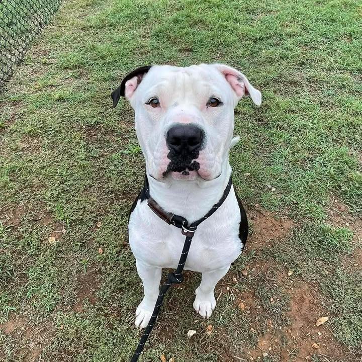 Enlarge Moo, a Adoptable Pit Bull Terrier in Springdale, AR image 5/6