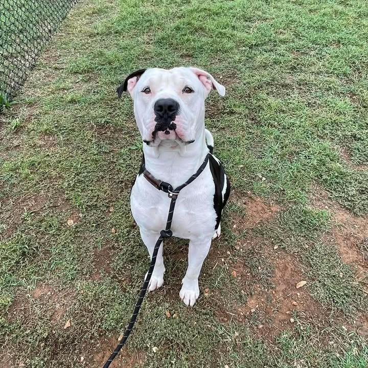 Enlarge Moo, a Adoptable Pit Bull Terrier in Springdale, AR image 6/6
