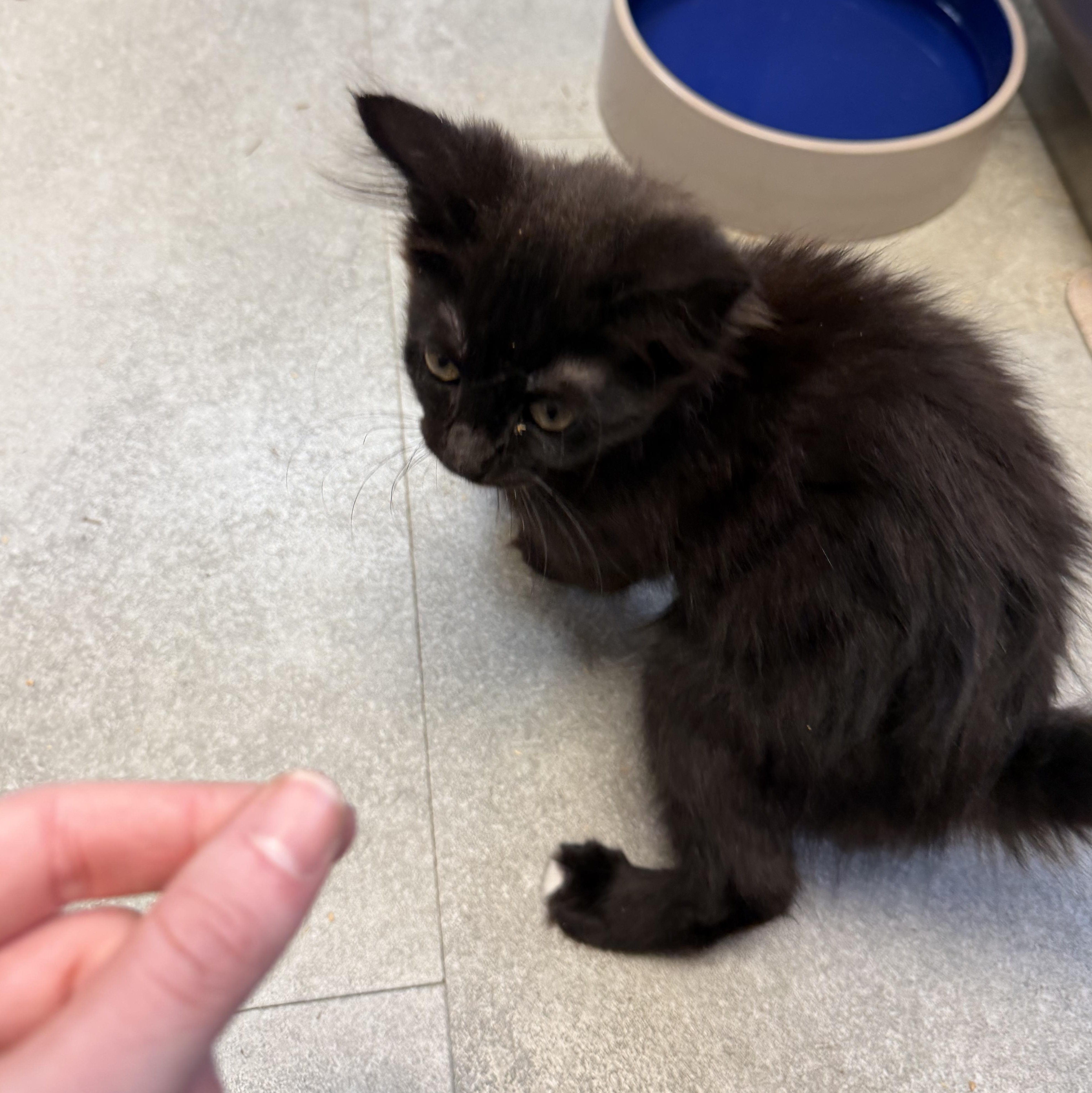 Enlarge Yatra, an adopted Domestic Medium Hair in Kent, WA image 2/3