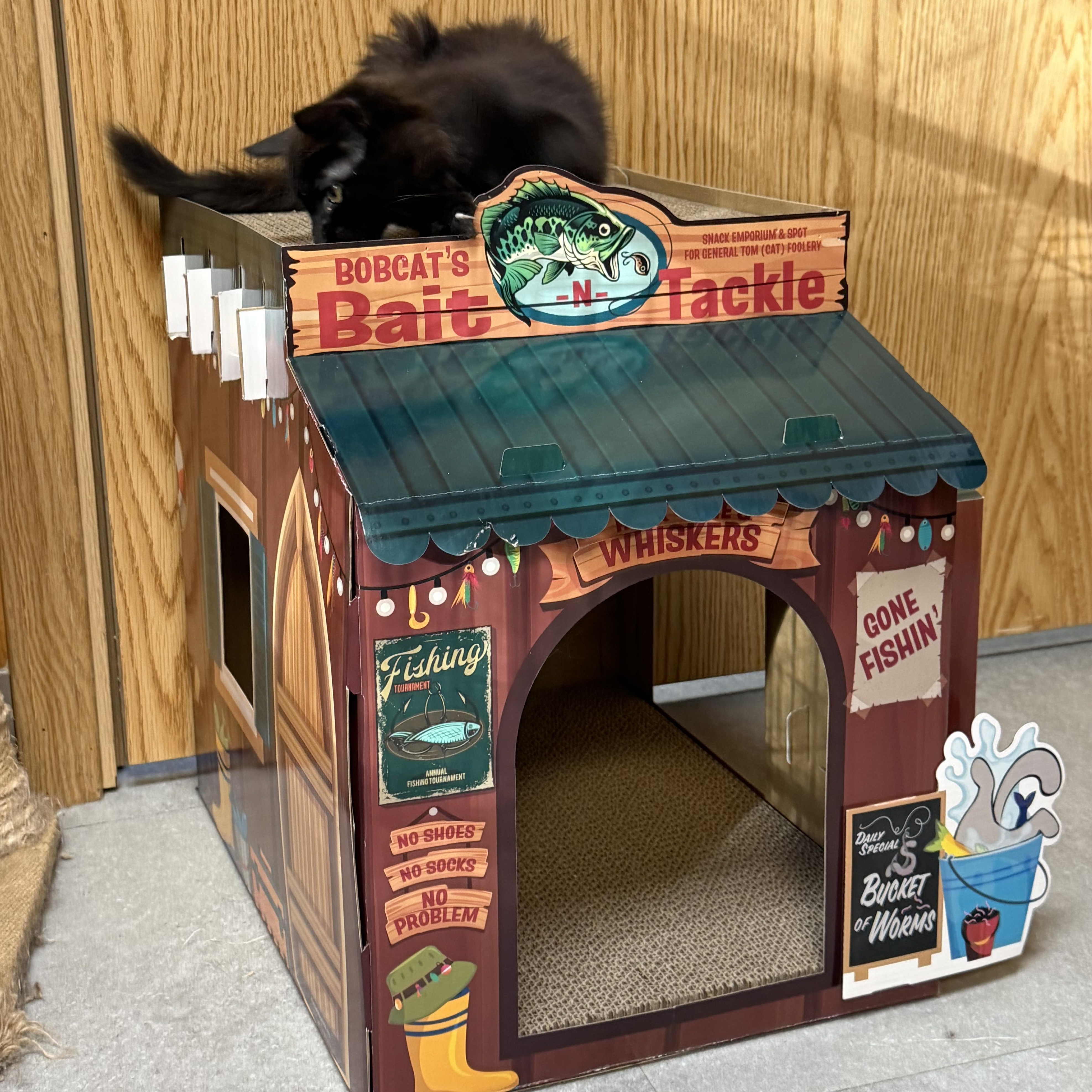 Enlarge Yatra, an adopted Domestic Medium Hair in Kent, WA image 3/3