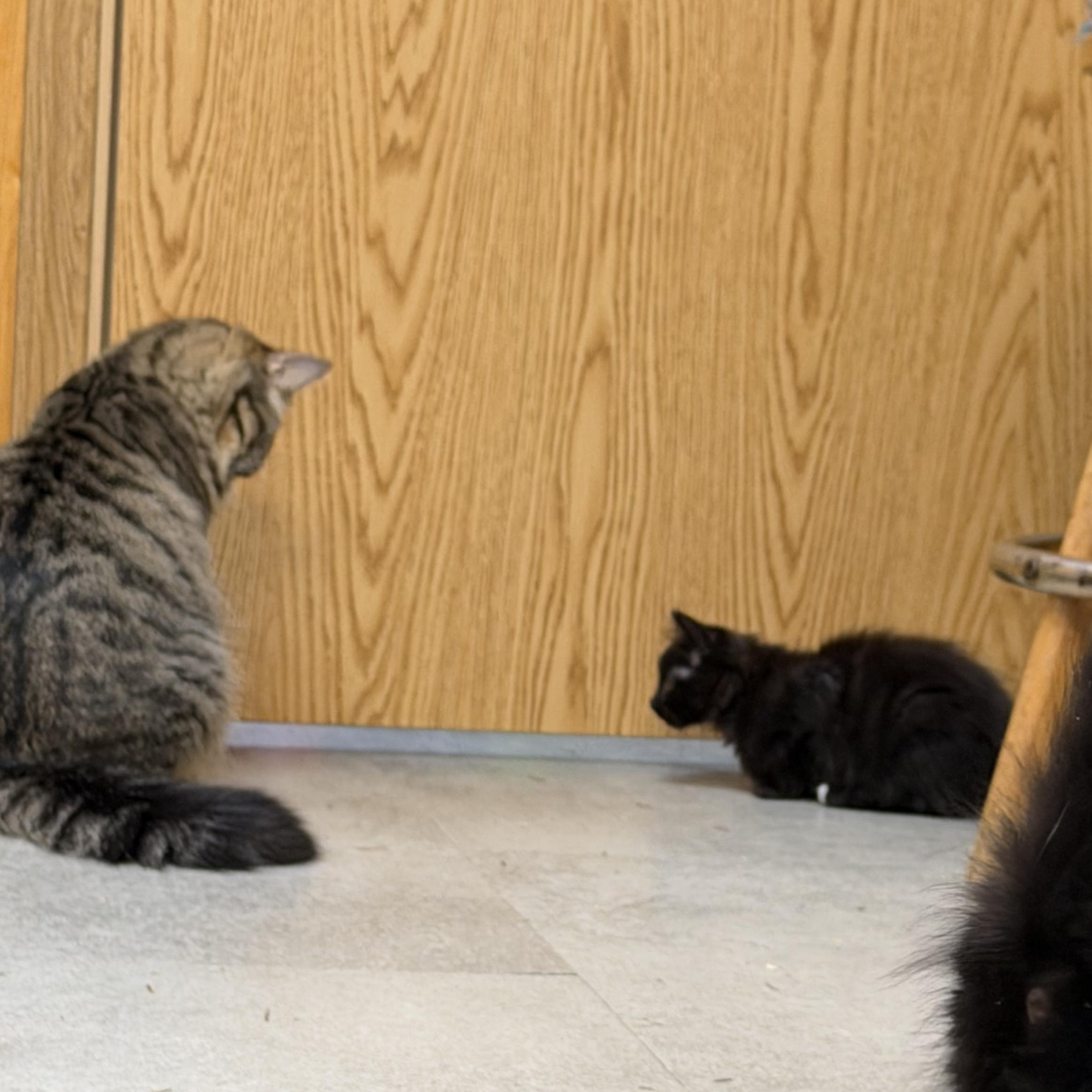 Yatra, ADOPTABLE, Kitten Male Domestic Medium Hair.