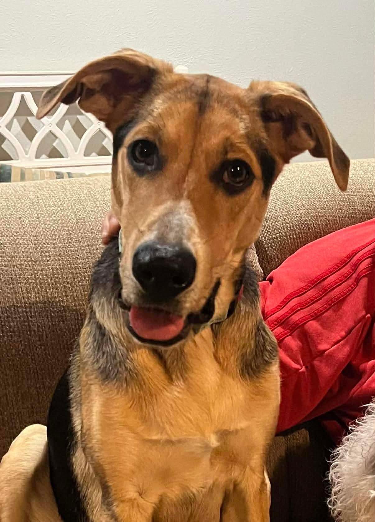 Gary aka Loki (20260111-05)