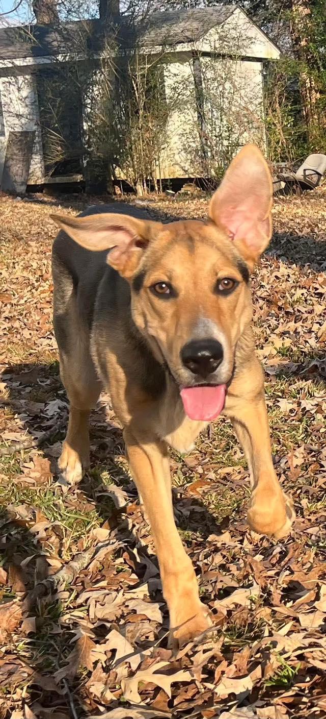 Gary aka Loki (20260111-05) — thumbnail 3