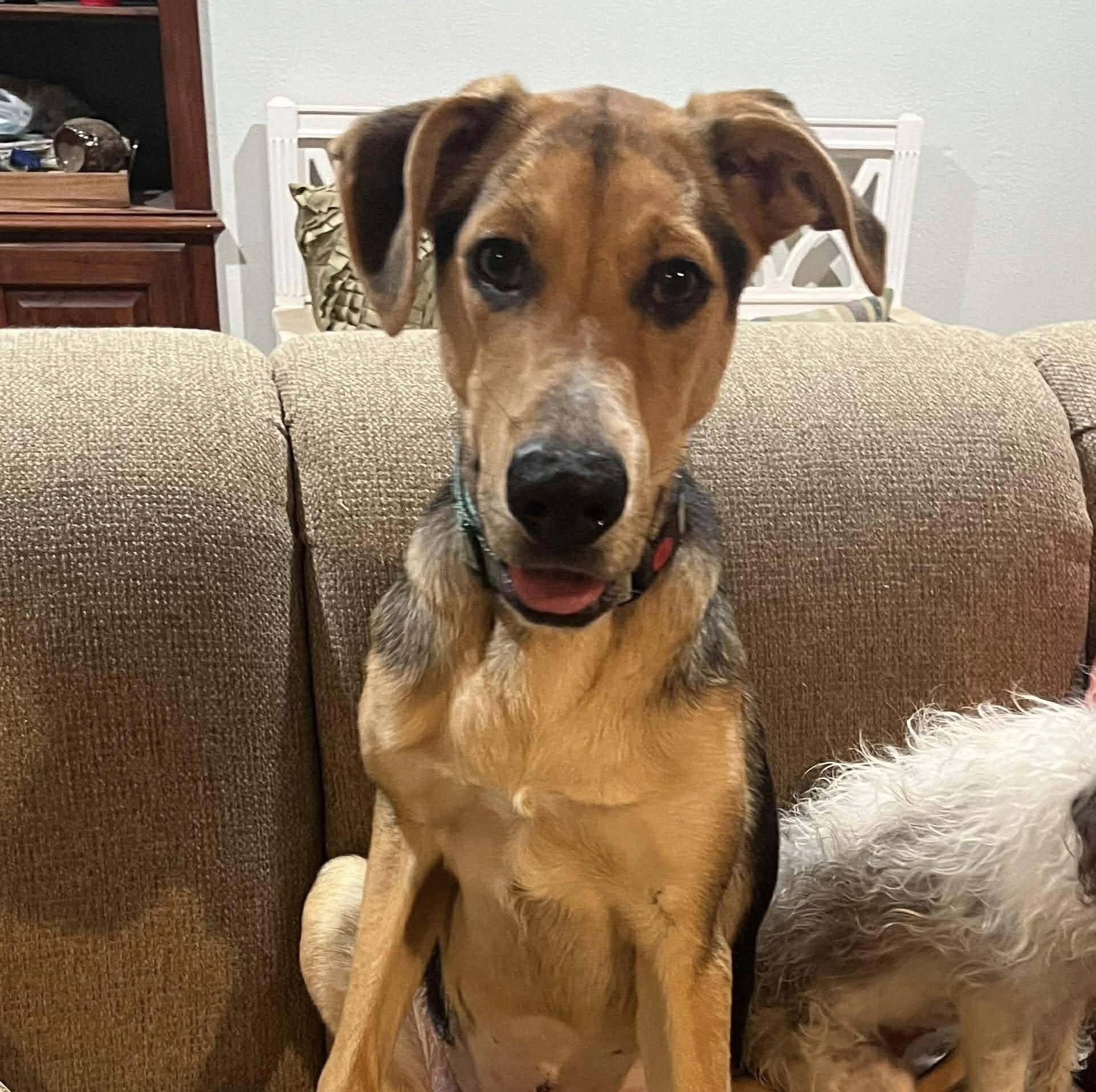 Gary aka Loki (20260111-05) — thumbnail 4