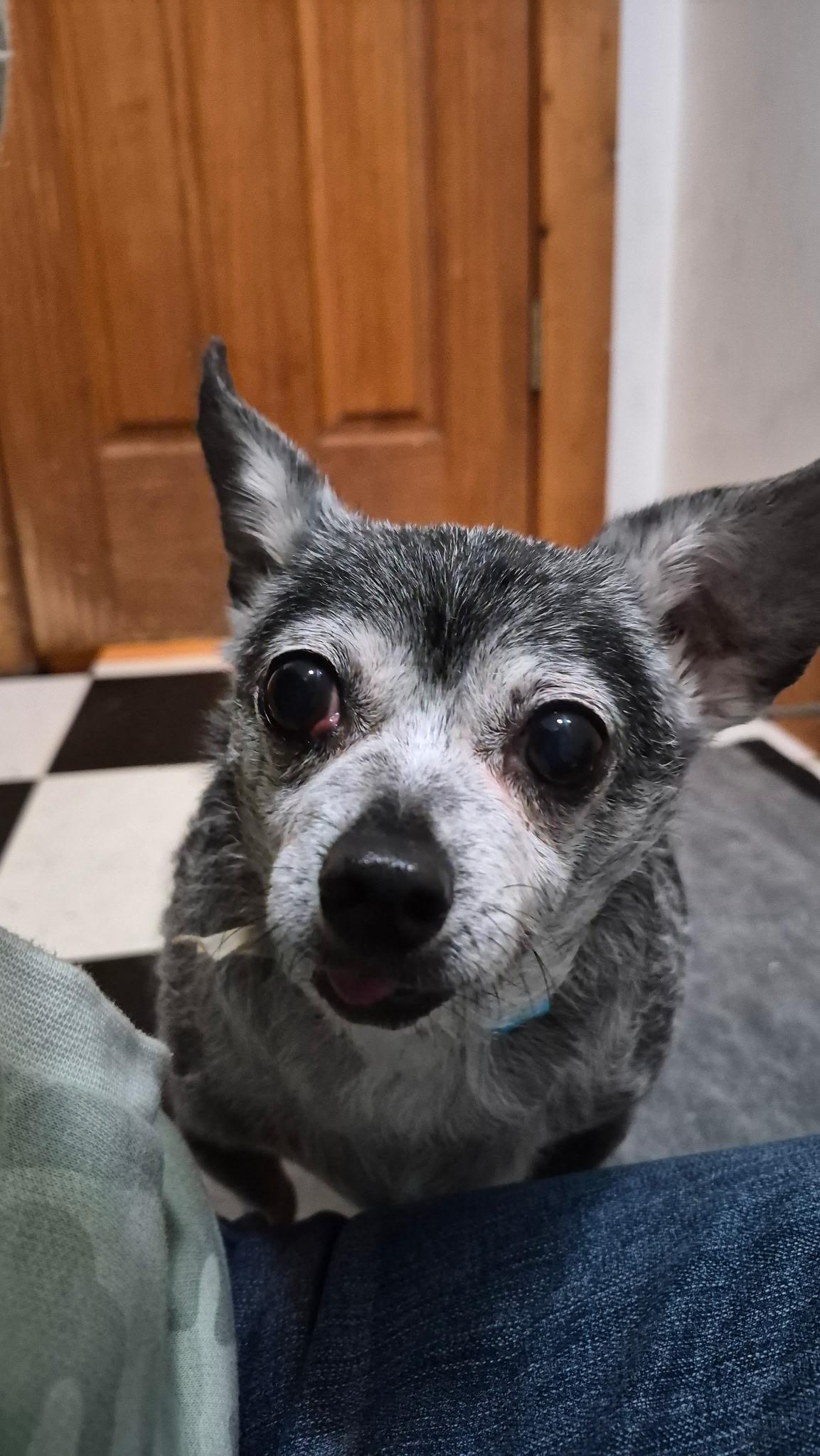 Oakley, ADOPTABLE, Senior Male Chihuahua.