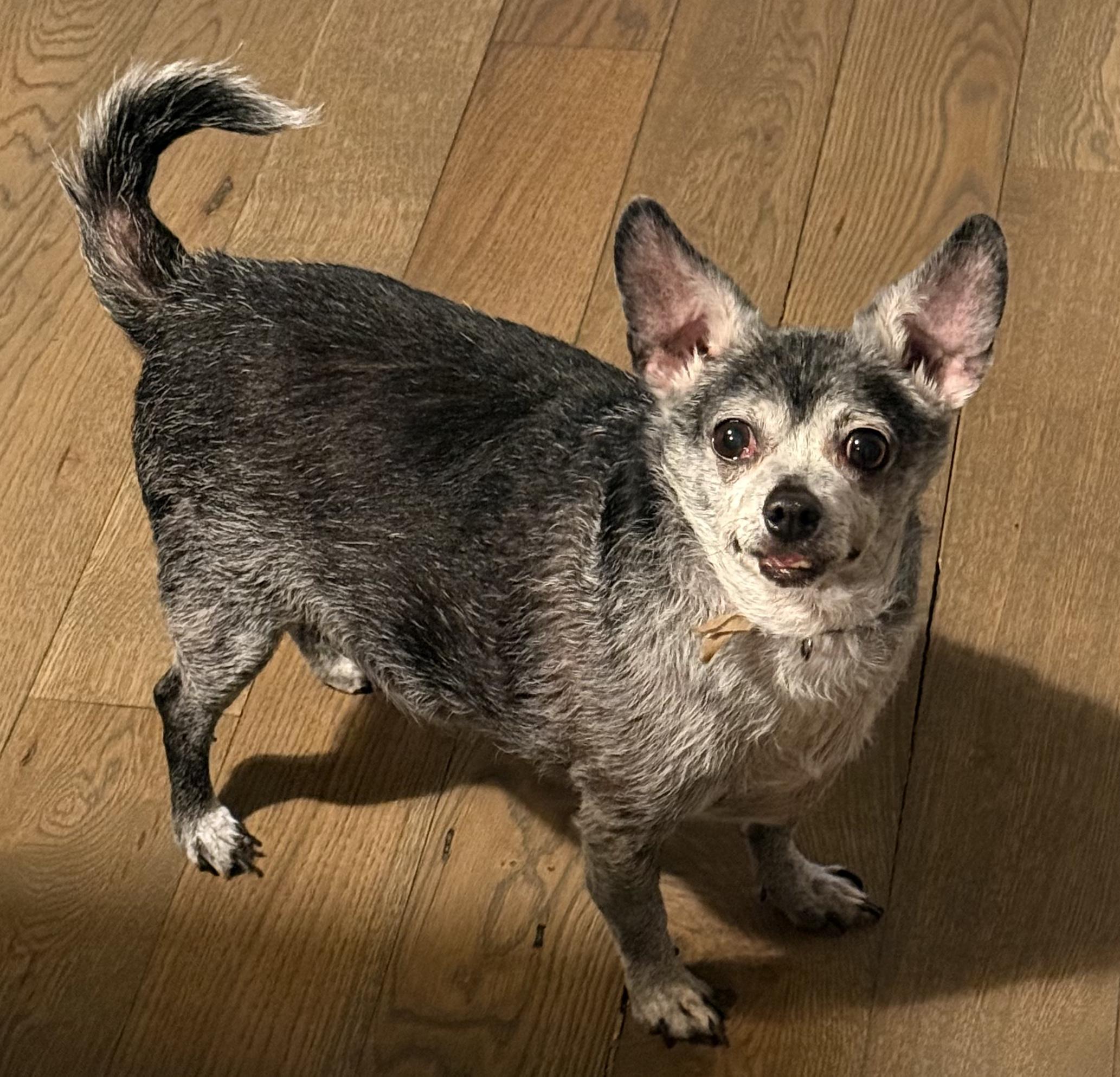 Enlarge Oakley, a ADOPTABLE mixed breed in Crystal Lake, IL image 2/7