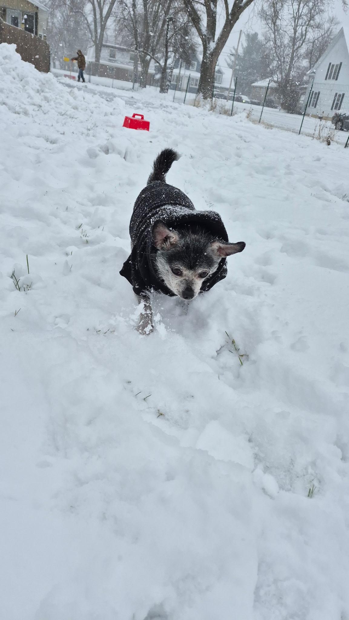 Enlarge Oakley, a ADOPTABLE mixed breed in Crystal Lake, IL image 3/7