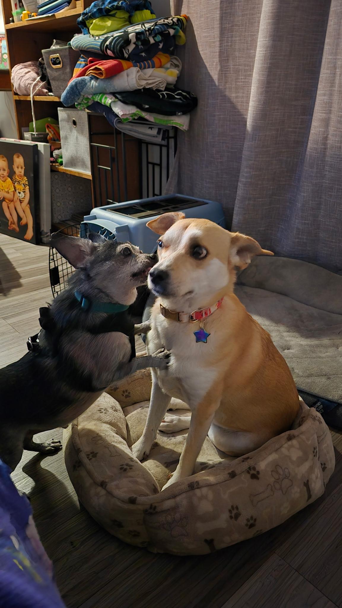 Enlarge Oakley, a ADOPTABLE mixed breed in Crystal Lake, IL image 4/7