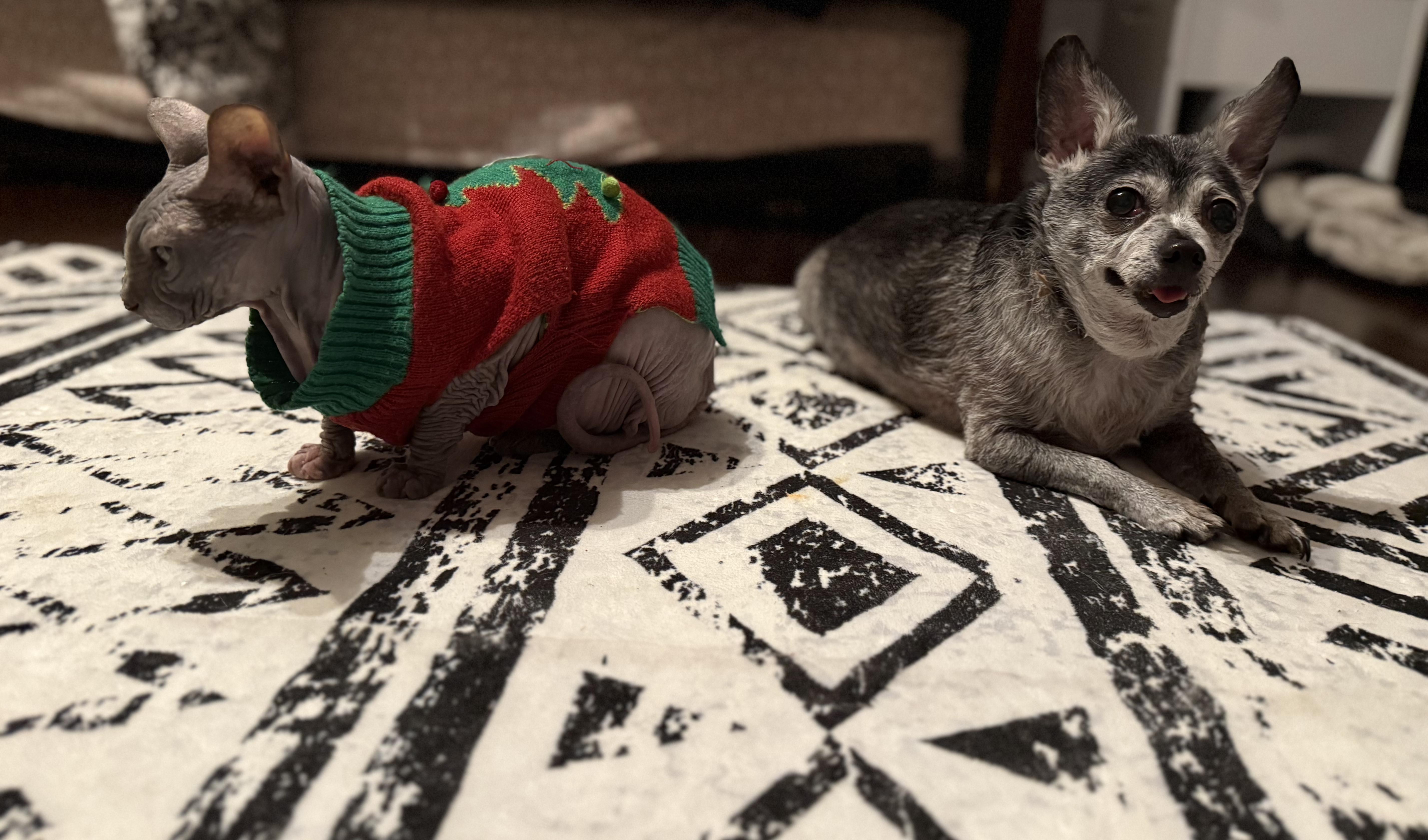 Enlarge Oakley, a ADOPTABLE mixed breed in Crystal Lake, IL image 5/7