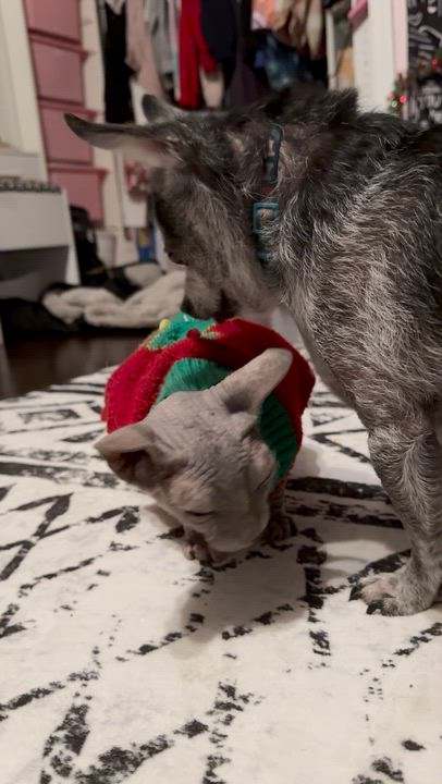 Enlarge Oakley, a ADOPTABLE mixed breed in Crystal Lake, IL video 7/7