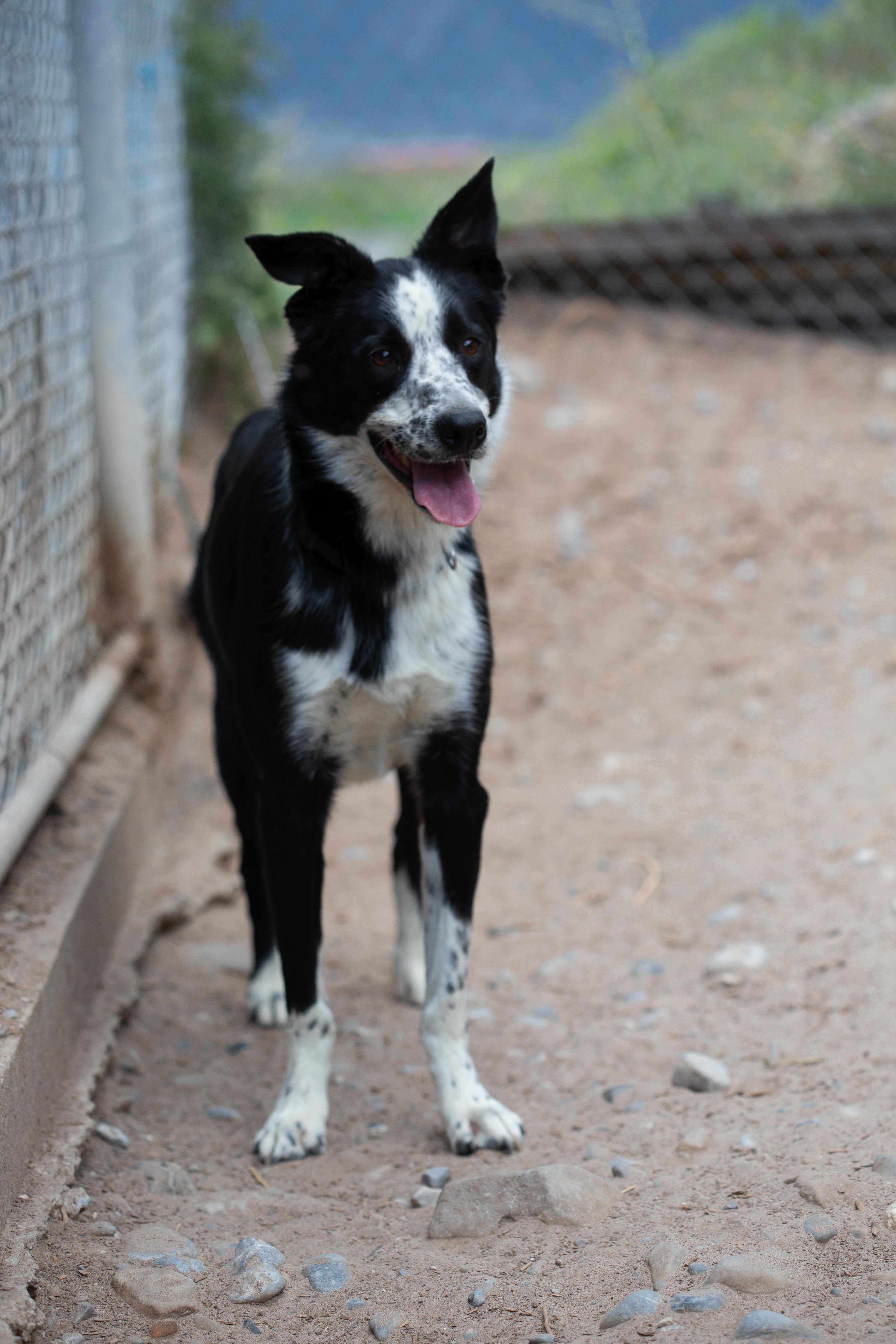 Axle, Adoptable, Adult Male Border Collie.