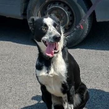 Axle, a Adoptable Border Collie in Millville, UT image 2/4