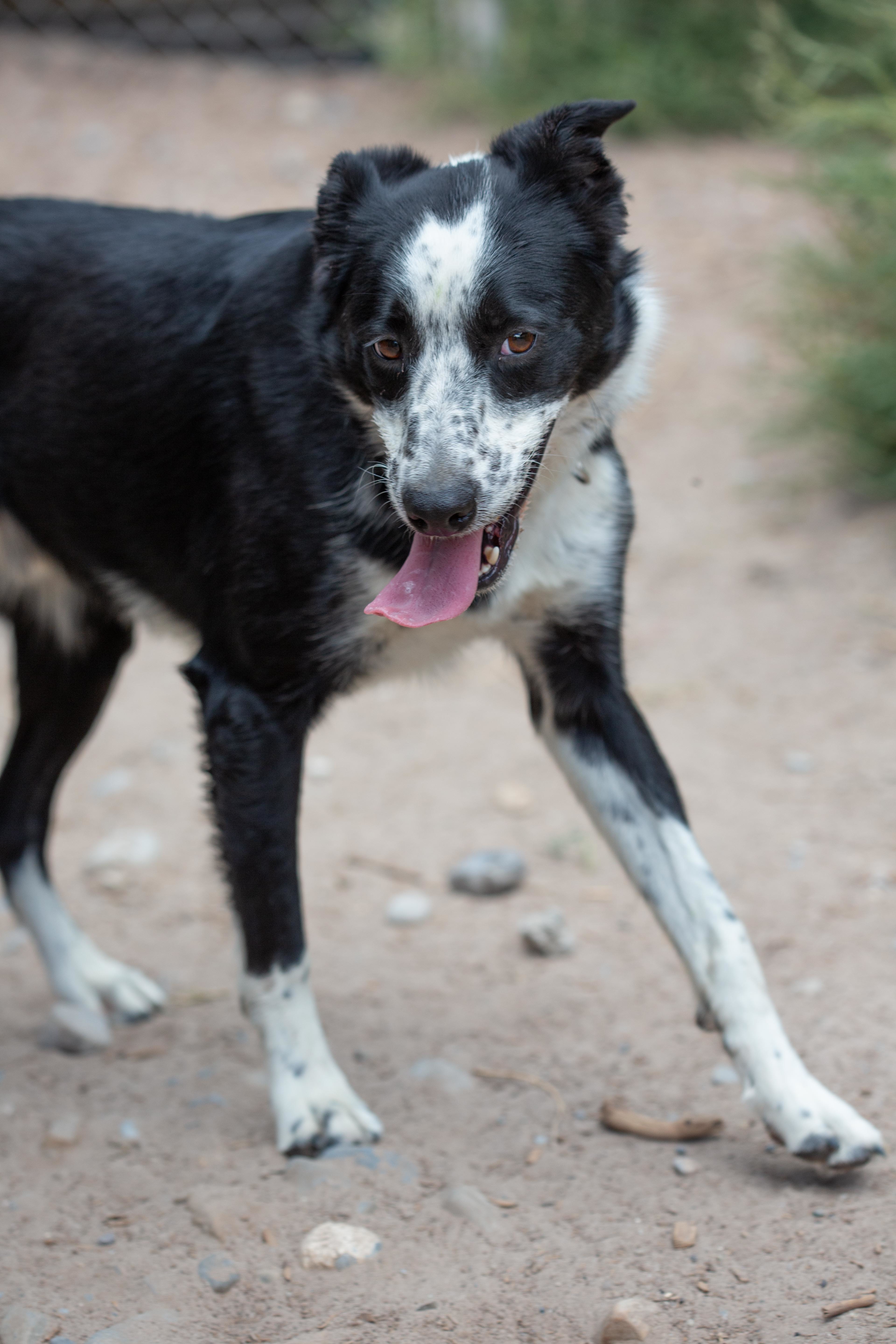 Axle, a Adoptable Border Collie in Millville, UT image 3/4