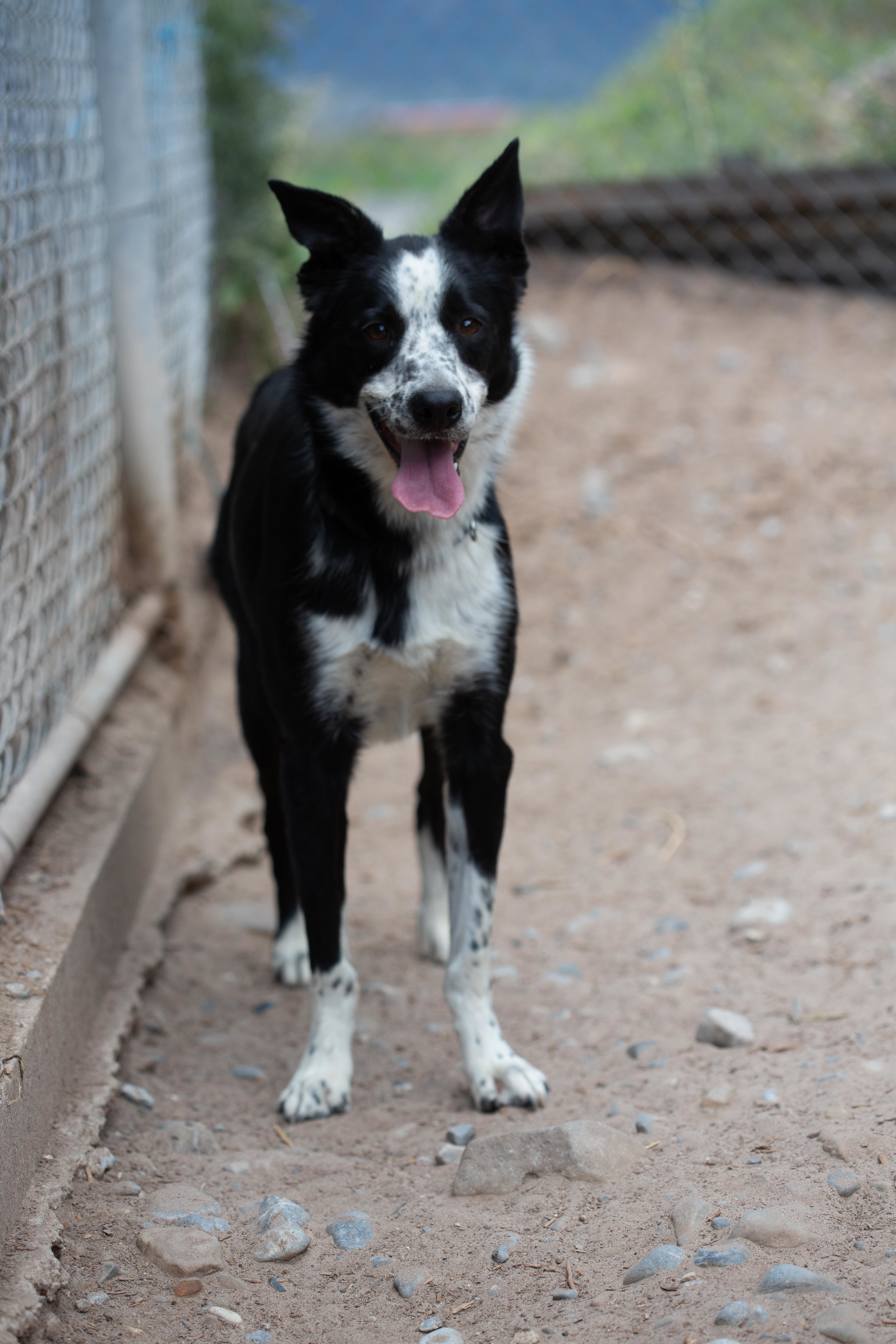 Axle, a Adoptable Border Collie in Millville, UT image 4/4
