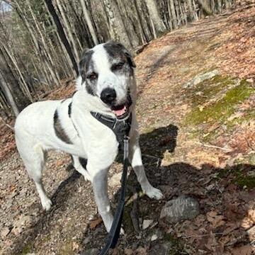 Enlarge Zeus, a Adoptable Saint Bernard in Walden, NY image 1/4