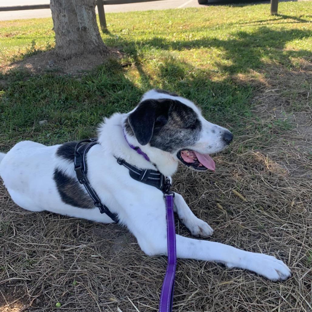 Enlarge Zeus, a Adoptable Saint Bernard in Walden, NY image 2/4
