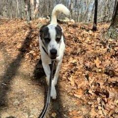Enlarge Zeus, a Adoptable Saint Bernard in Walden, NY image 4/4