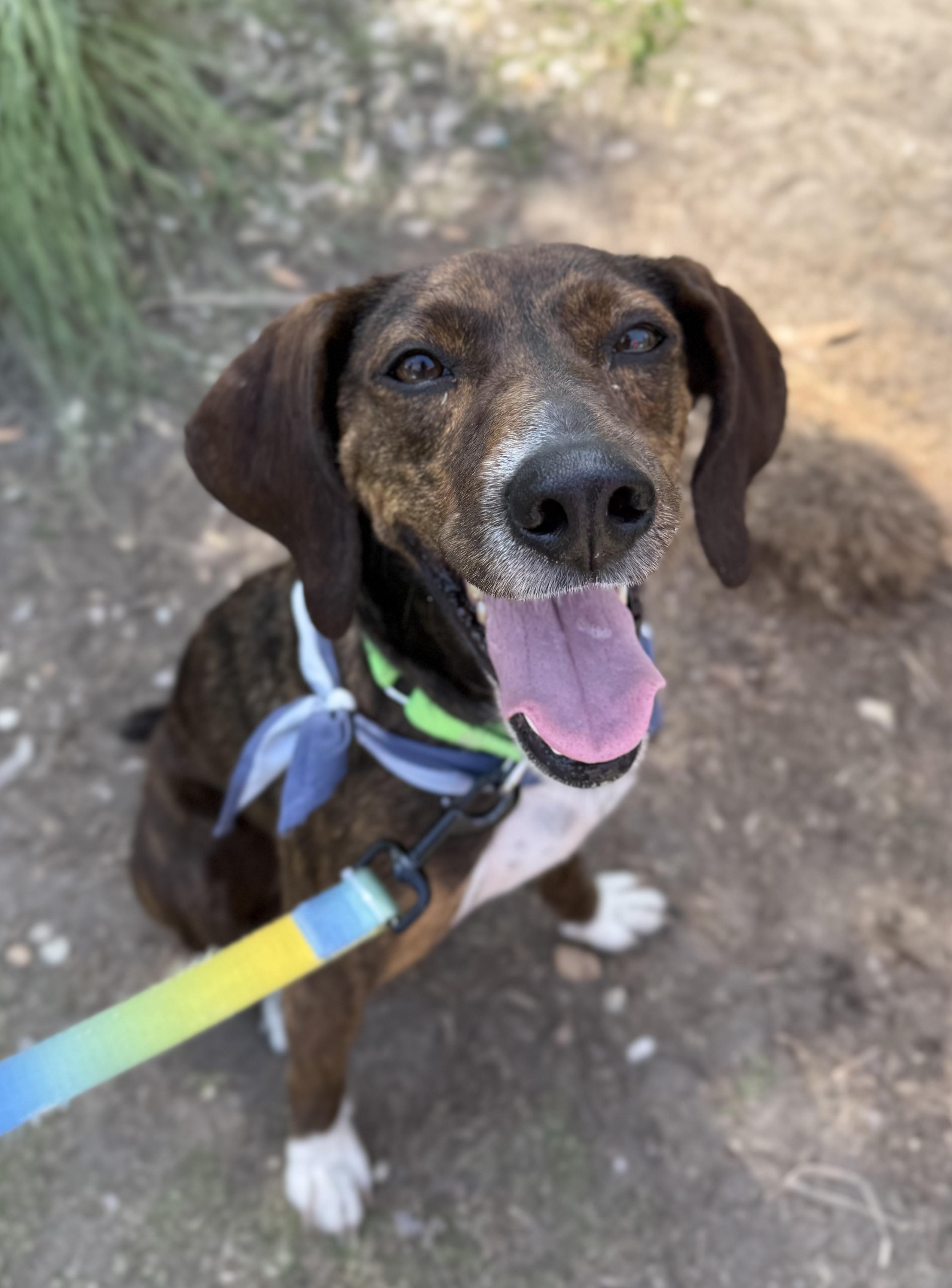 Happy, adoptable, Adult Female Hound.